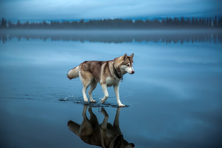 Animals Walking On Water, scenics  nature, blue, reflection, lake