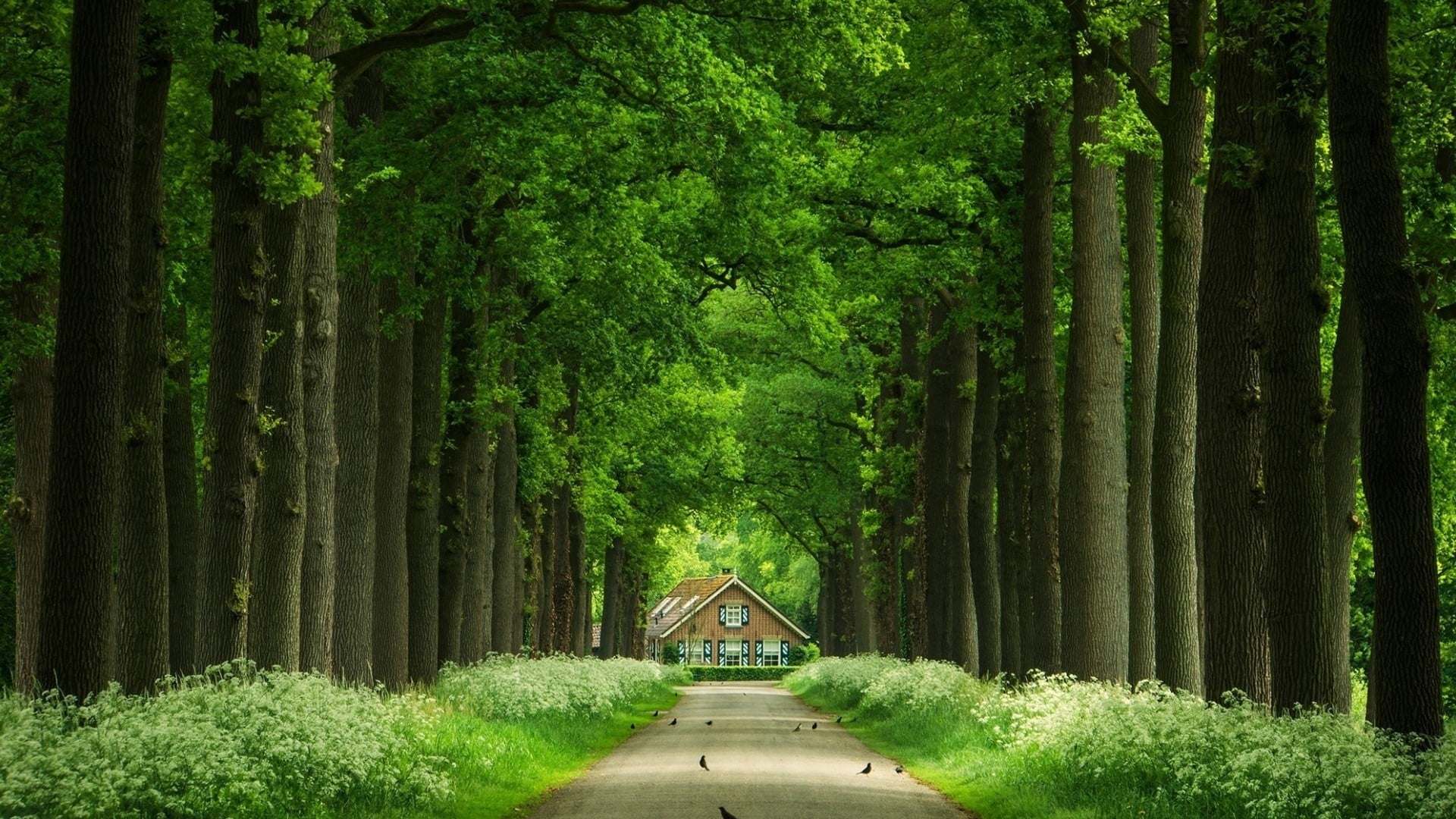 Animated Tree House, landscape, scenics, land, plants