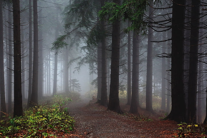 Beautiful Green Forest Foggy, spooky, fairy tale, leaves, tree trunk Free HD Wallpaper