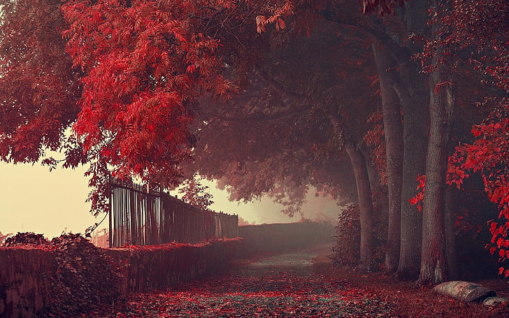 Beautiful Red Trees, tranquil scene, fog, autumn collection, rural scene
