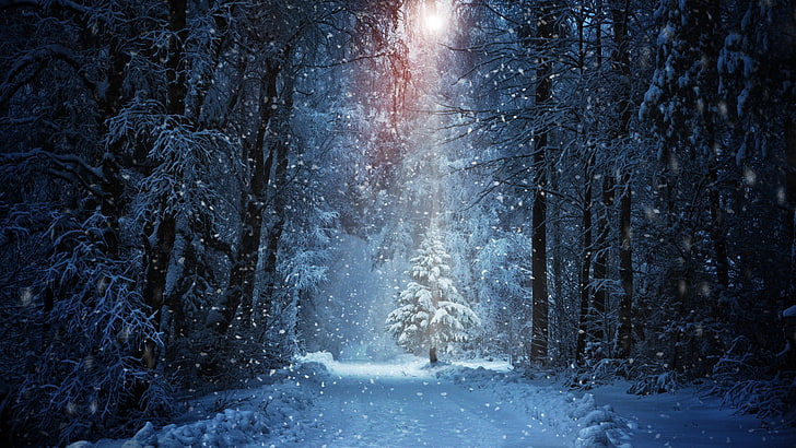 Beautiful Winter Scenery Forest, pine, snow, tree, snowing Free HD Wallpaper