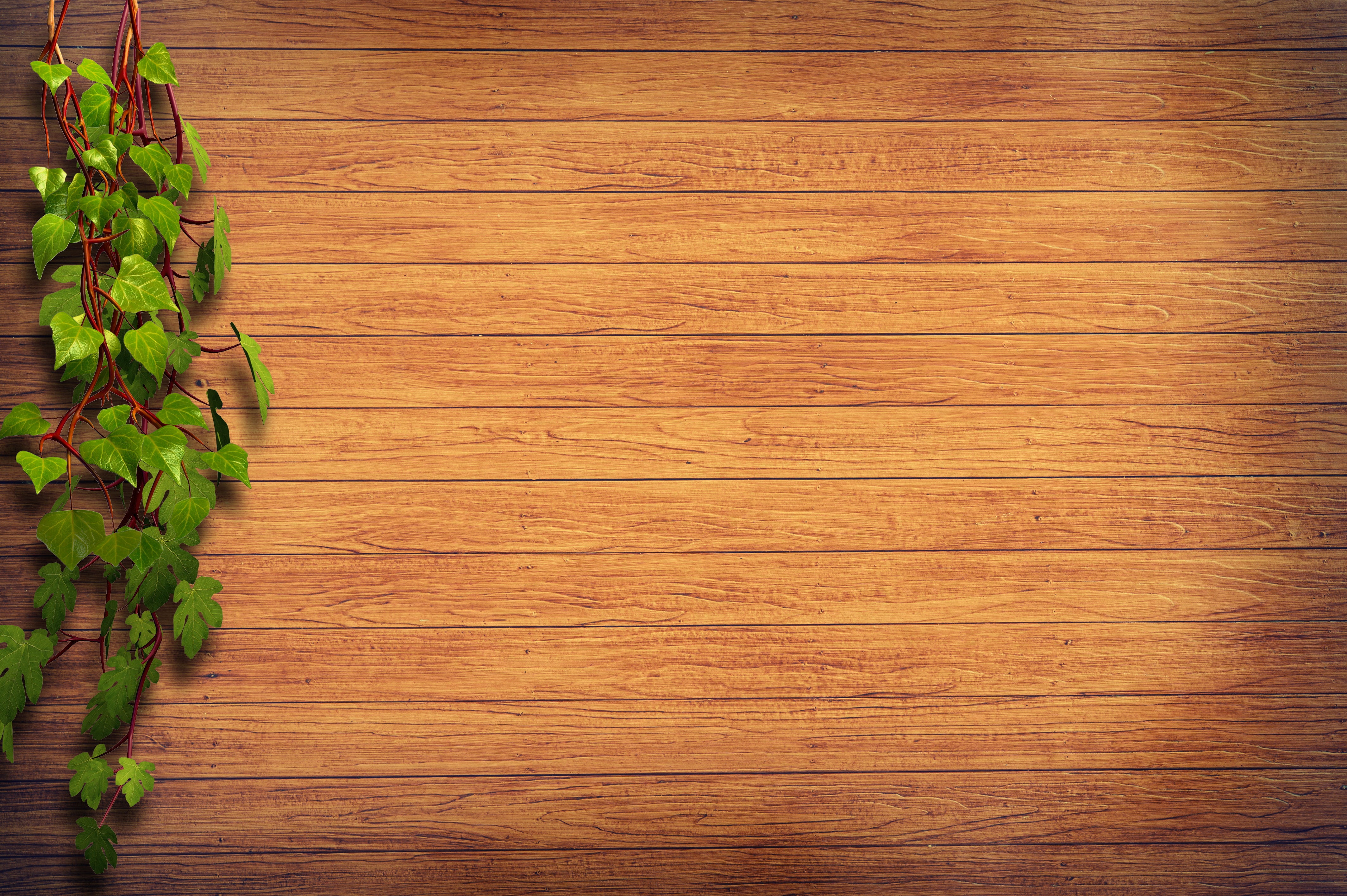 Blue Flower On Wood, leaf, hardwood, freshness, no people