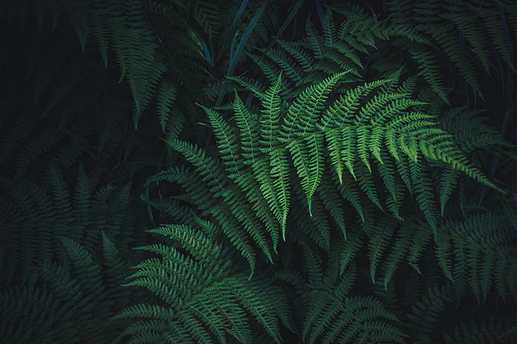 Boston Fern Plant, no people, palm tree, day, frond