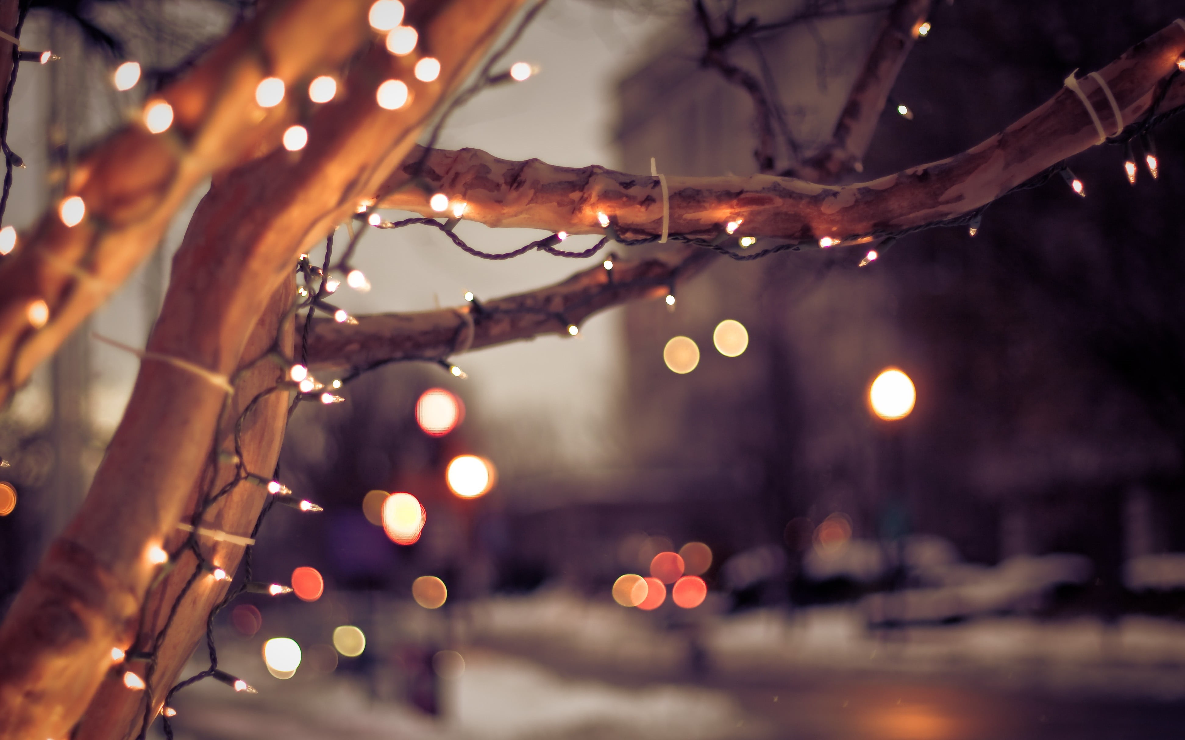 Boston Winter Christmas Lights, no people, town, city life, tree