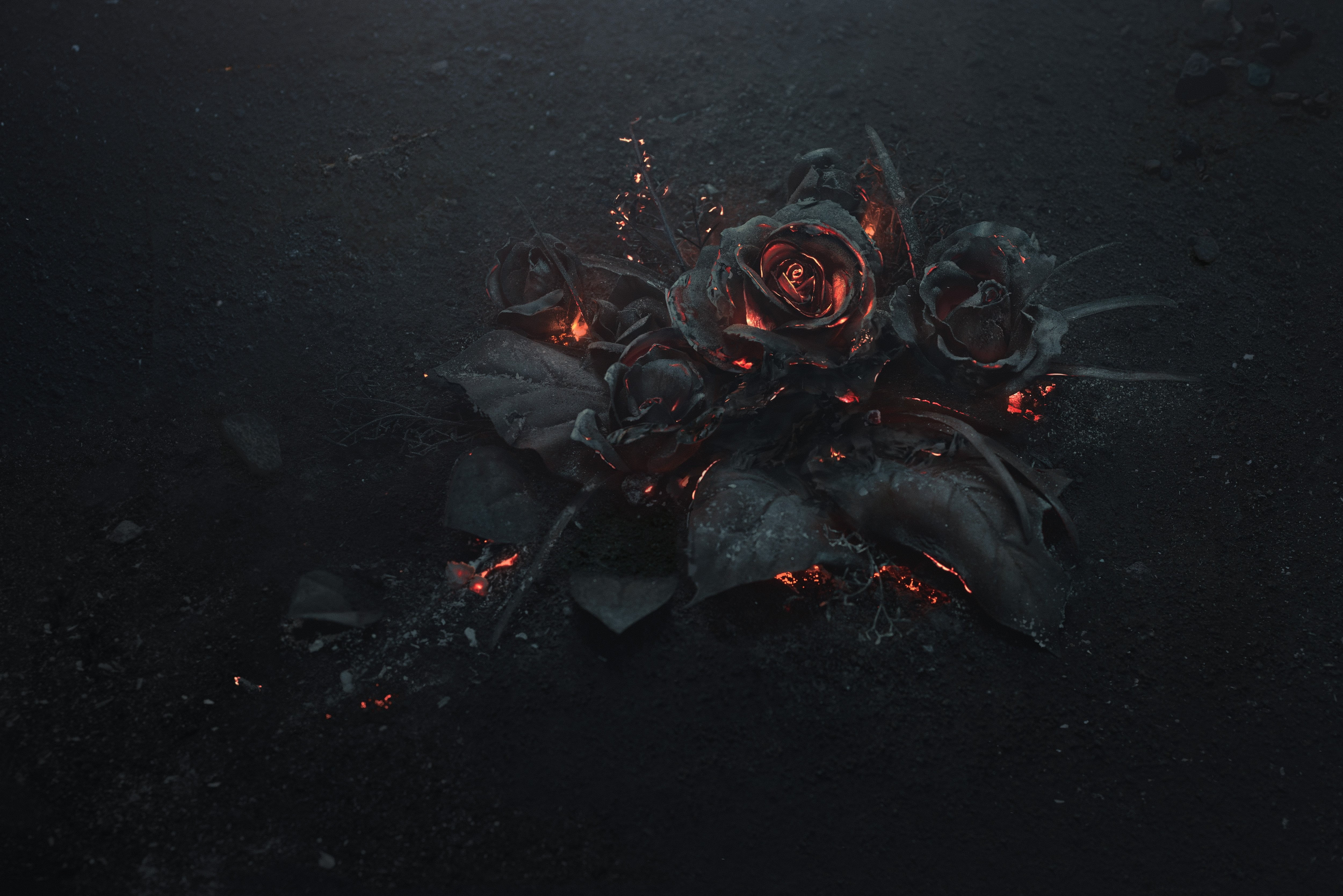 Burning Rose Flower, burnt, red, black color, flame