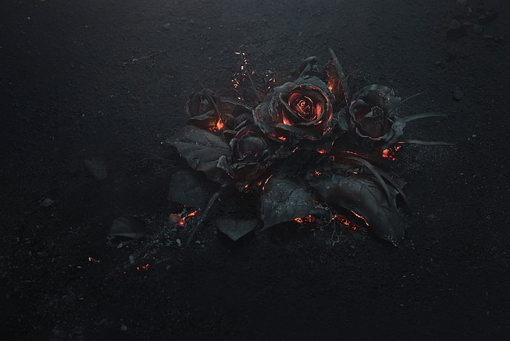Burning Rose Flower, burnt, red, black color, flame Free HD Wallpaper