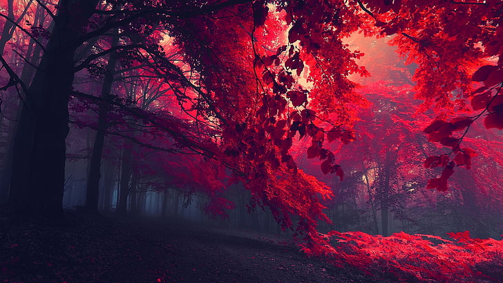 Chernobyl Red Forest, season, idyllic, fantasy, nonurban scene Free HD Wallpaper