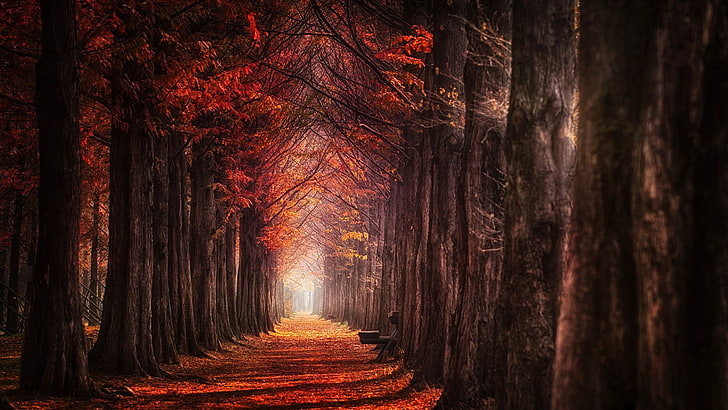 Fall Forest Scenery, forest, path, no people, scenics Free HD Wallpaper