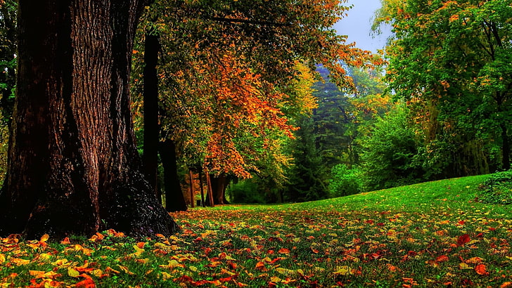 Fall Scenes Beautiful Nature, autumn collection, outdoors, nature, land