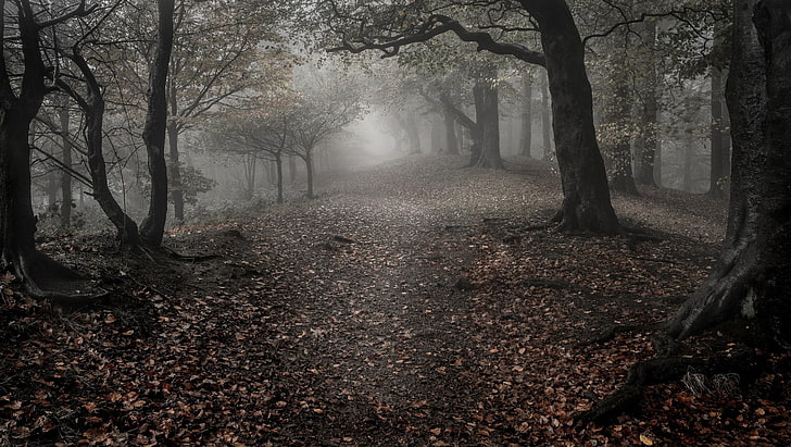 Foggy Autumn Forest, single lane road, lush foliage, beauty in nature, morning