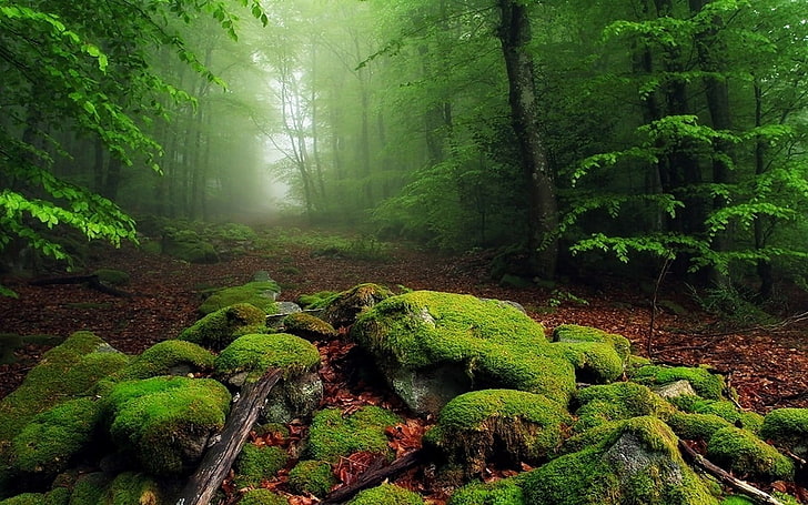 Forest Landscape Photography, scenics, wilderness area, fern, branch Free HD Wallpaper