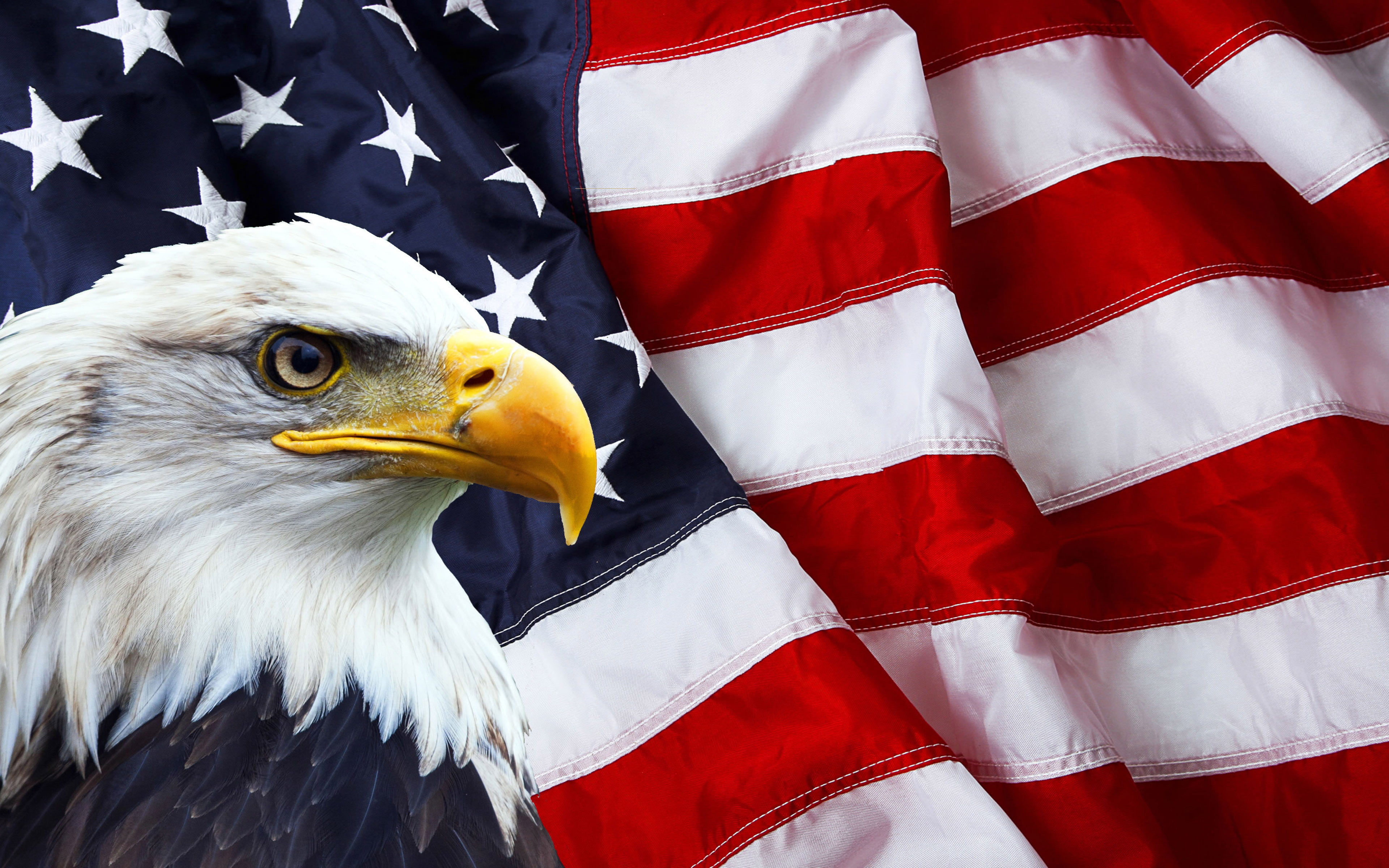 Funny Bald Eagle American Flag, pride, symbols, north, animals in the wild