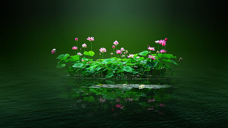 Lotus Flower Pond, lotus pond, lotus leaf, pond, leaf Free HD Wallpaper