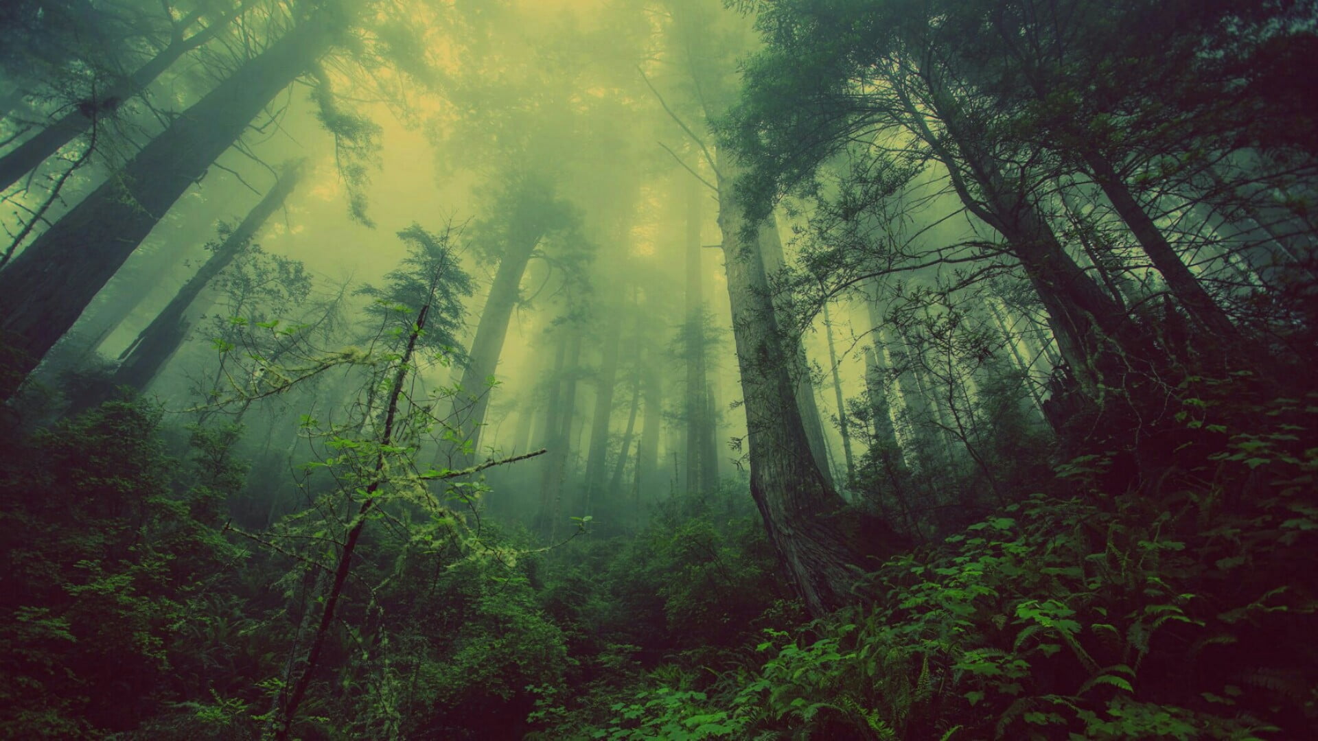 Misty Forest Stream, no people, growth, outdoors, rainforest