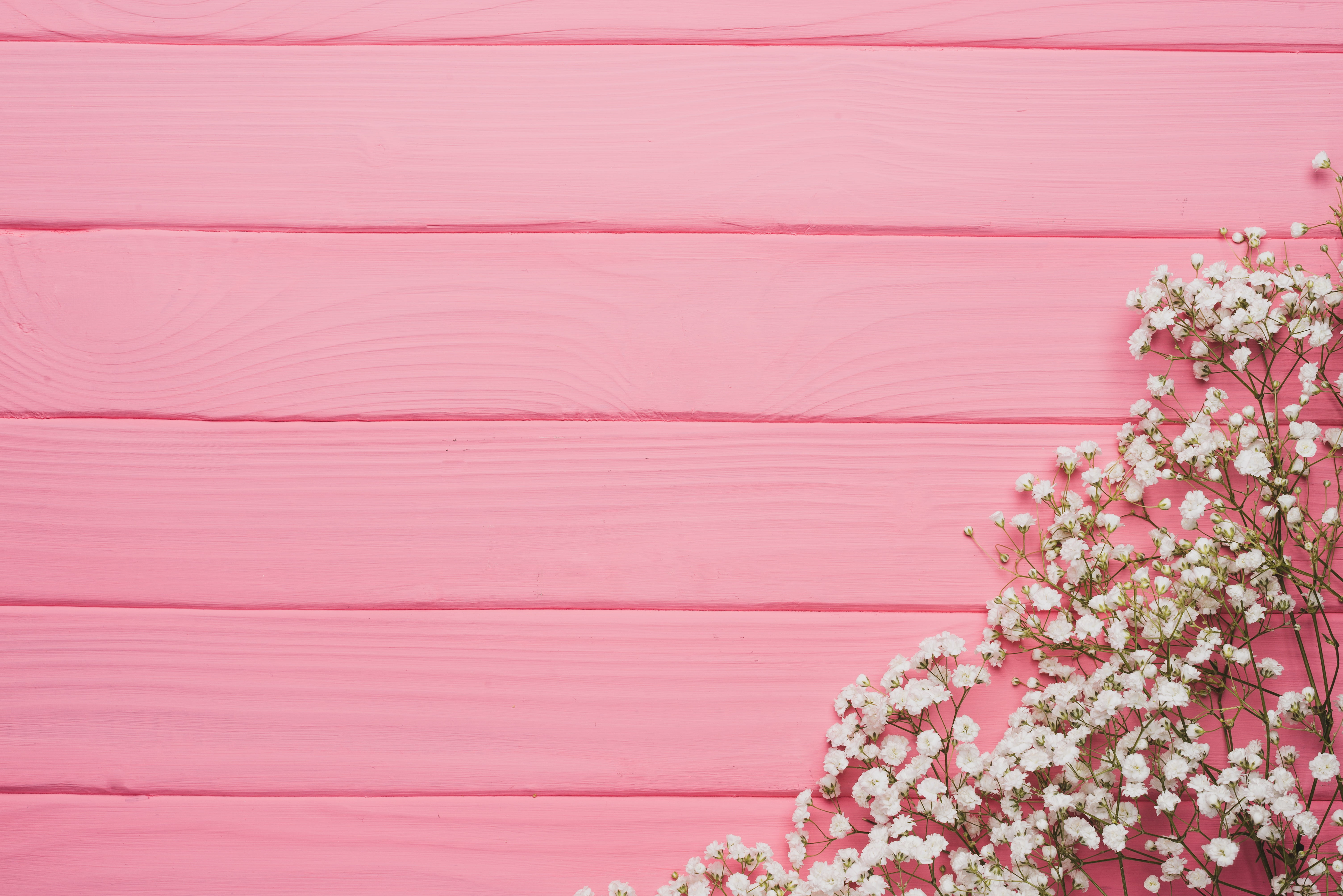 Pink Flower Tree, outdoors, plant, cherry blossom, vulnerability