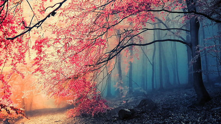 Pretty Pink Tumblr, artwork, japan, scenics  nature, cherry blossom Free HD Wallpaper