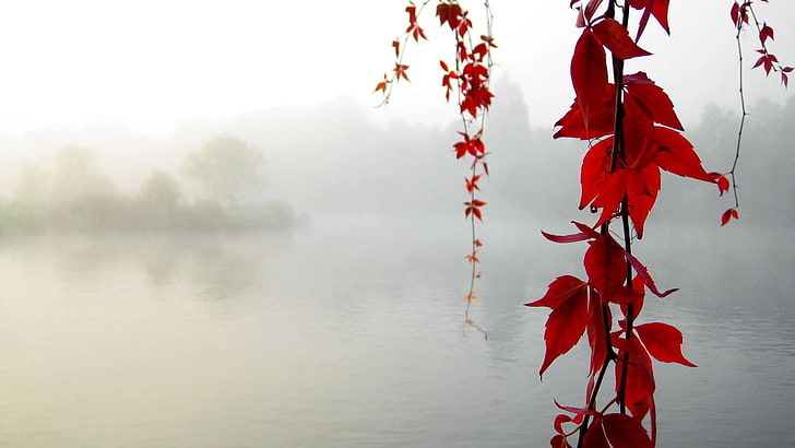Red Leaf Trees, orange color, red leaves, fog, reflection Free HD Wallpaper