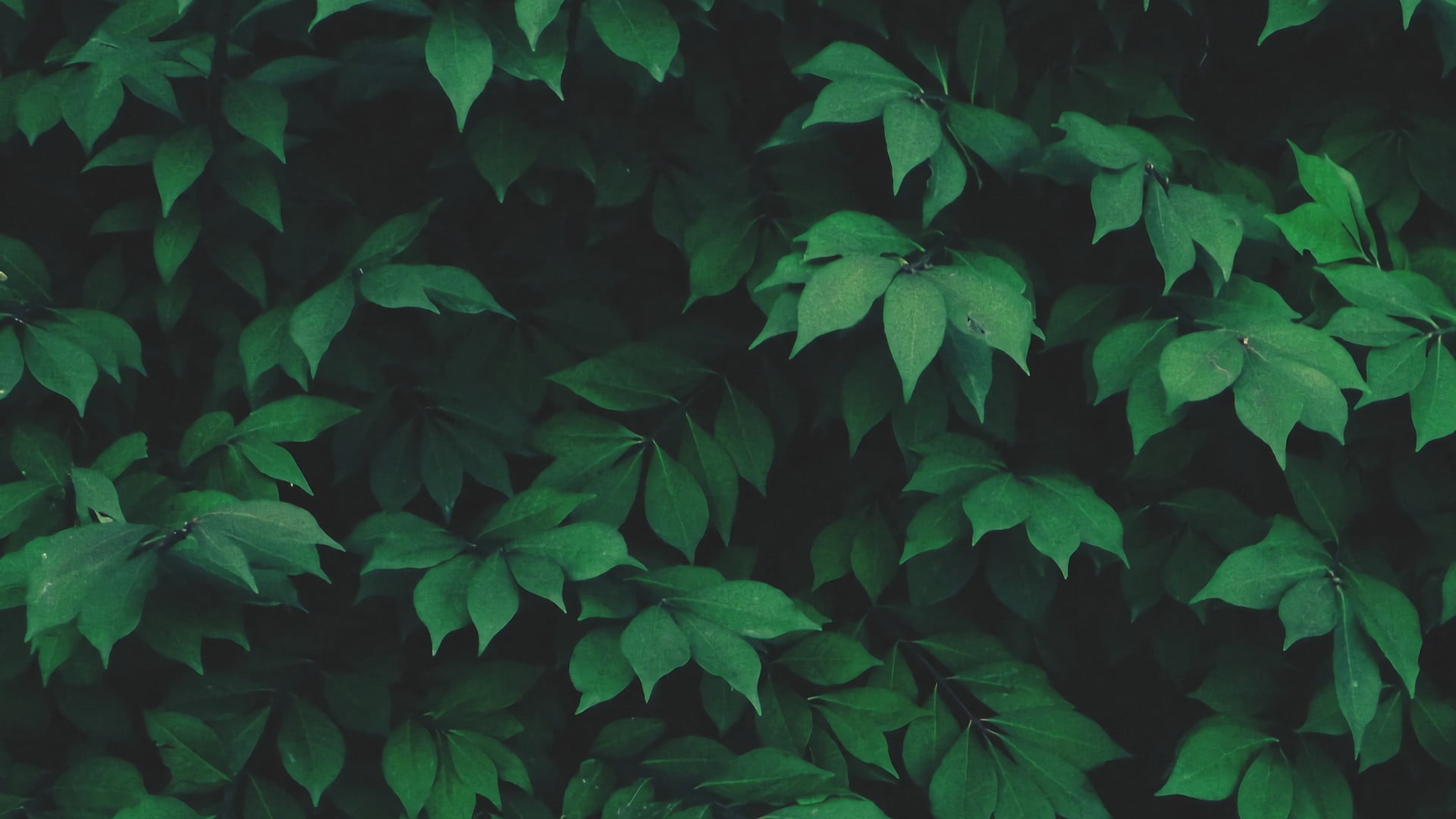 Tree Leaves Aesthetic, freshness, environment, growth, bush