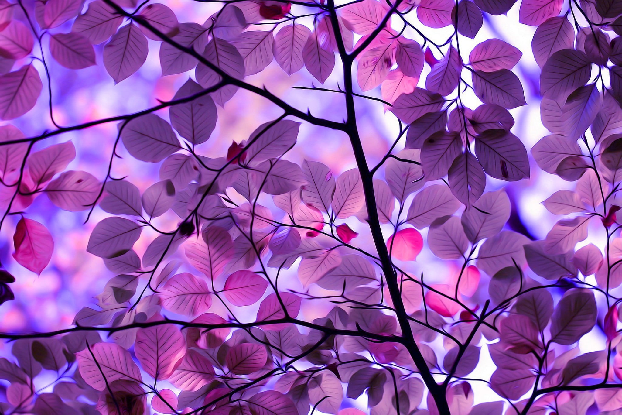 Tree with Purple Blooms, design, outdoors, forest, vibrant color