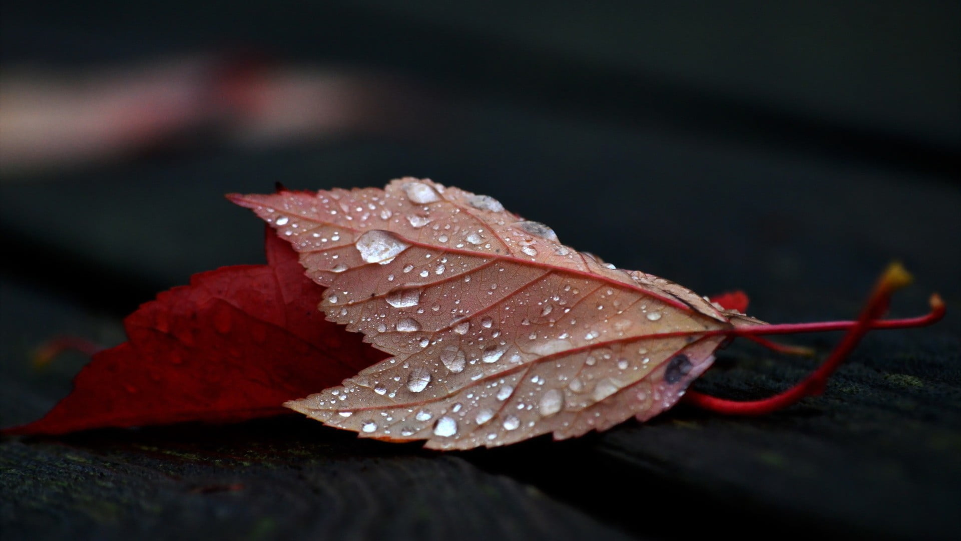 wet, leaves, brown, season