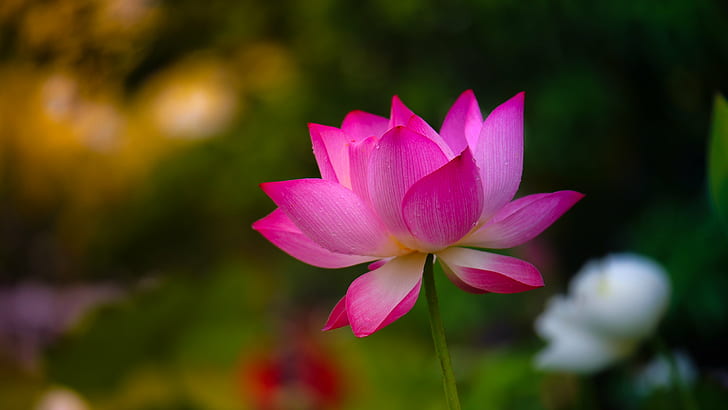 Yellow Lotus Flower, plant, flower head, beauty in nature, lotus water lily Free HD Wallpaper