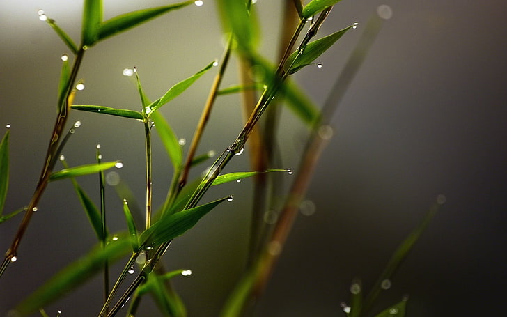 Zen Bamboo, weather, wheatgrass, condensation, bamboo Free HD Wallpaper