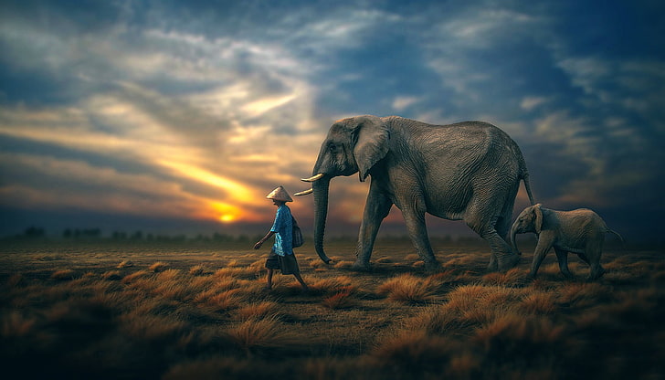 Animal Elephant, sunset, environment, sky, baby animals Free HD Wallpaper