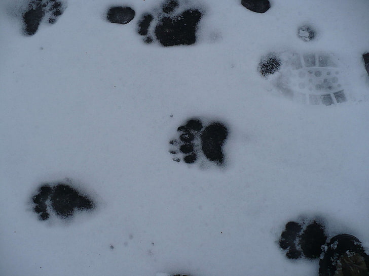 Animal Snow Prints, land, nature, closeup, high angle view Free HD Wallpaper