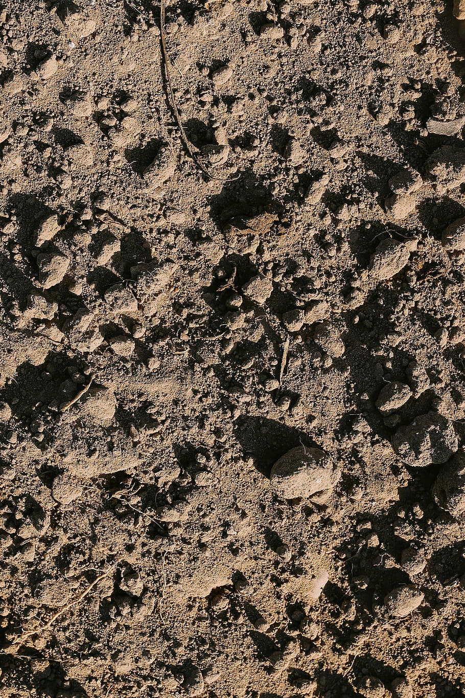 animal track, dry, earth, footprint