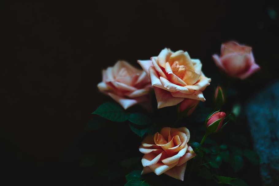 Anime Hands Aesthetic, soft, flower head, closeup, plant