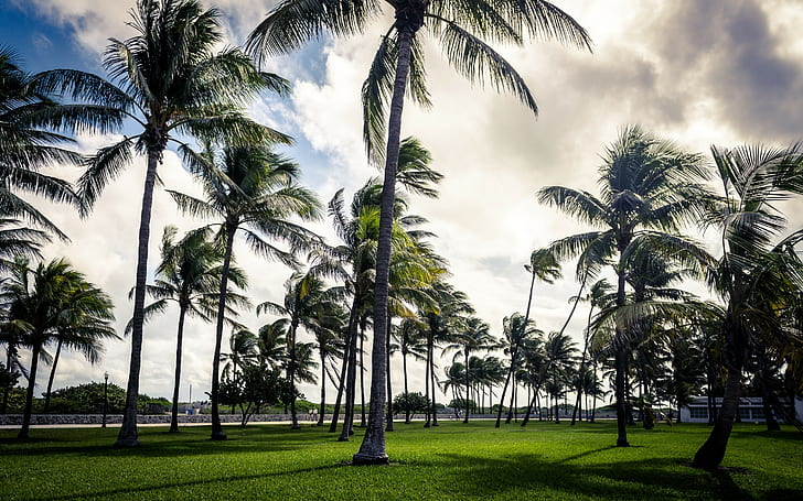 Art Deco Furniture Miami, grass, beach, usa, cloud