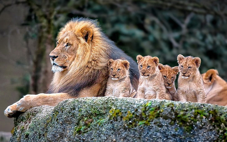 Baby Lion Animals, vertebrate, day, looking away, group of animals Free HD Wallpaper