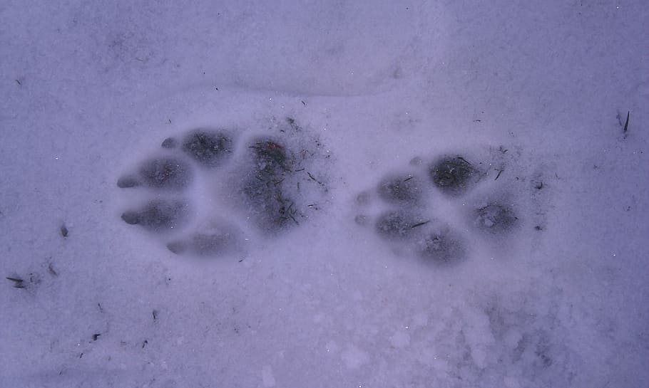 Bear Tracks Snow, high angle view, outdoors, white color, paw print Free HD Wallpaper