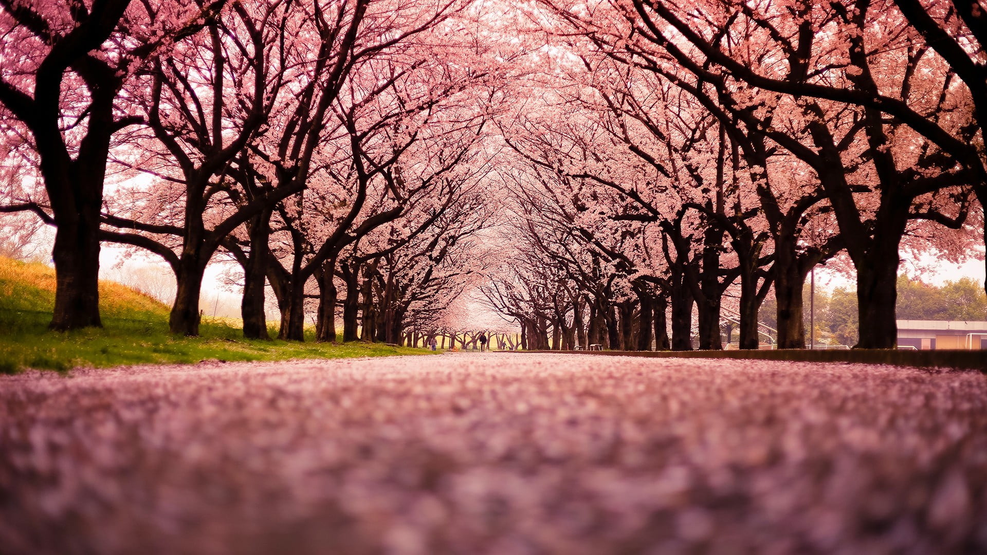 Beautiful Cherry Blossom Trees, the way forward, scenics  nature, branch, autumn