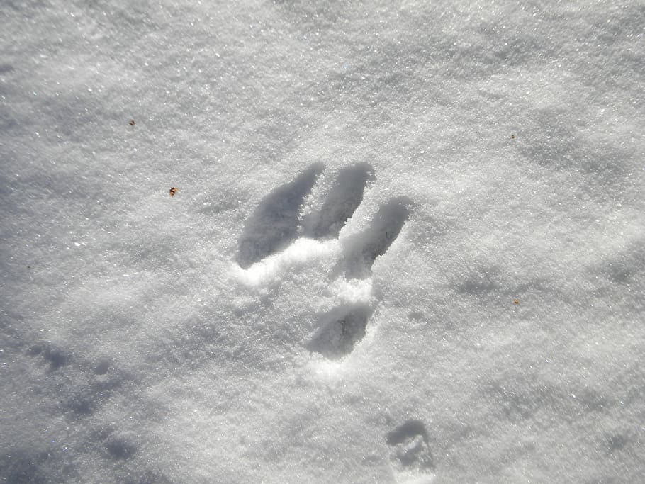 Black Bear Paw Prints in Snow, land, no people, winter, white color Free HD Wallpaper