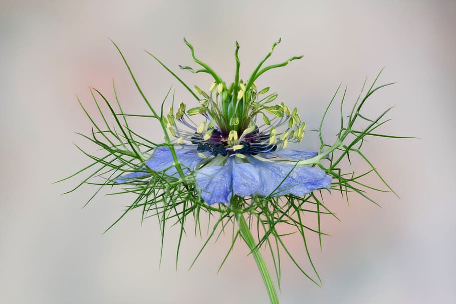 Blue Nigella Flower, studio shot, flowering plant, sepal, beauty in nature Free HD Wallpaper