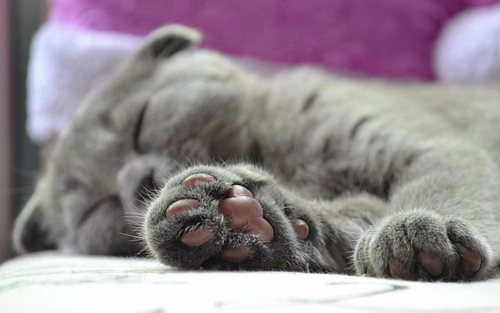 Cat Paws Cosplay, mammal, domestic, no people, paw print