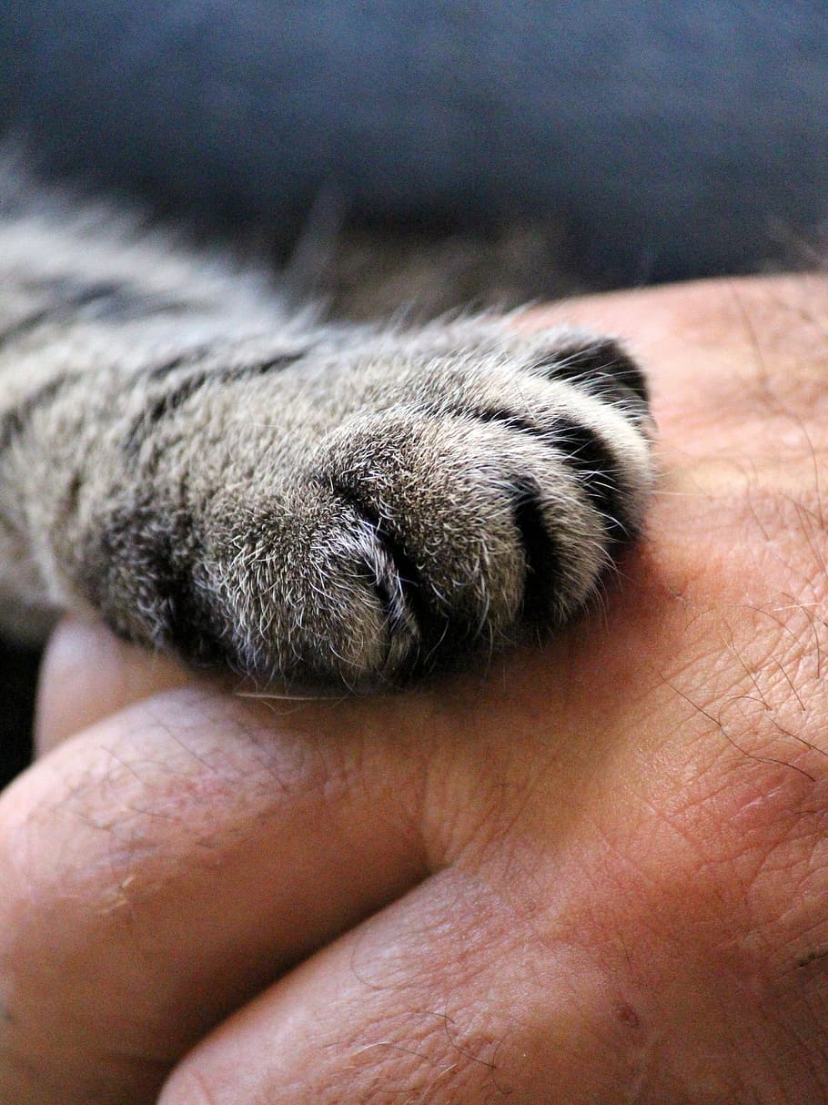 Cats Holding Paws, animal paws, personal perspective, finger, pet owner Free HD Wallpaper