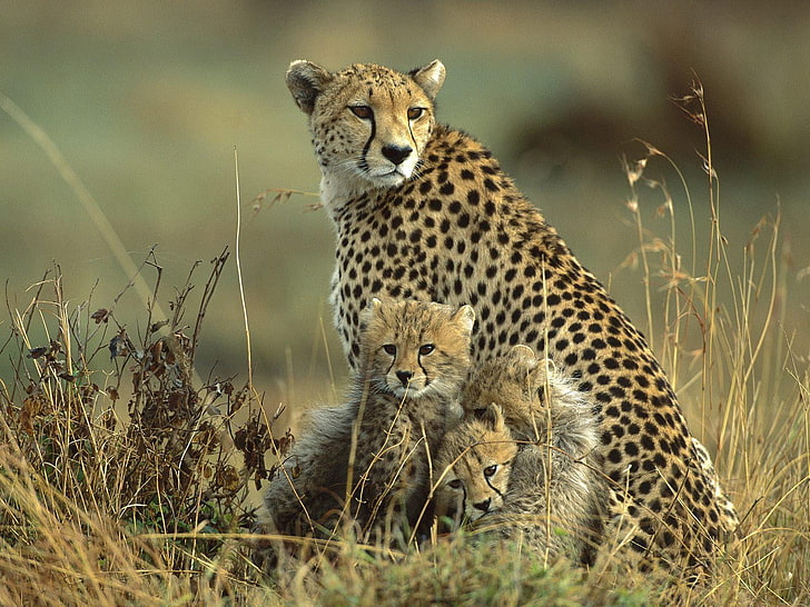 Cheetah Hunting, leopard, animals, safari, undomesticated cat