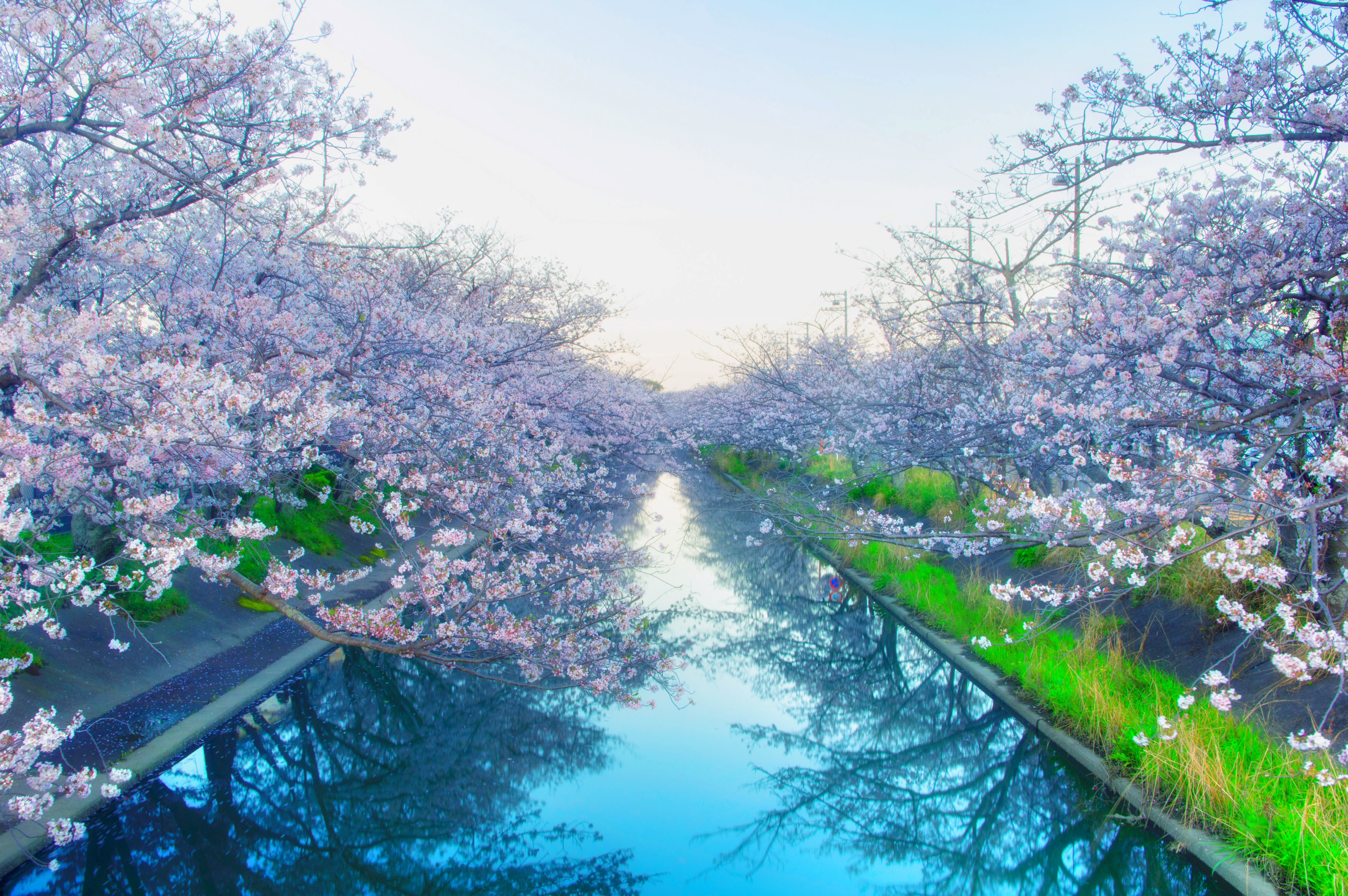 Cherry Blossom Free, vulnerability, plant, pink color, flower