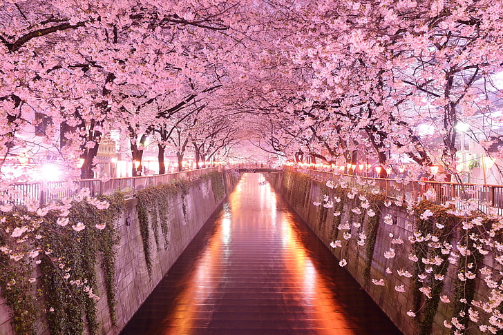 Cherry Blossom Tunnel Japan, japan, illuminated, fragility, outdoors Free HD Wallpaper