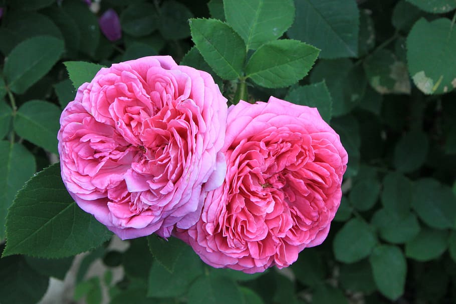 Damask Rose Varieties, flower head, day, plants, pink color Free HD Wallpaper