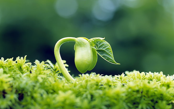 Desert Plant Life, depth of field, organic, springtime, vegetable Free HD Wallpaper