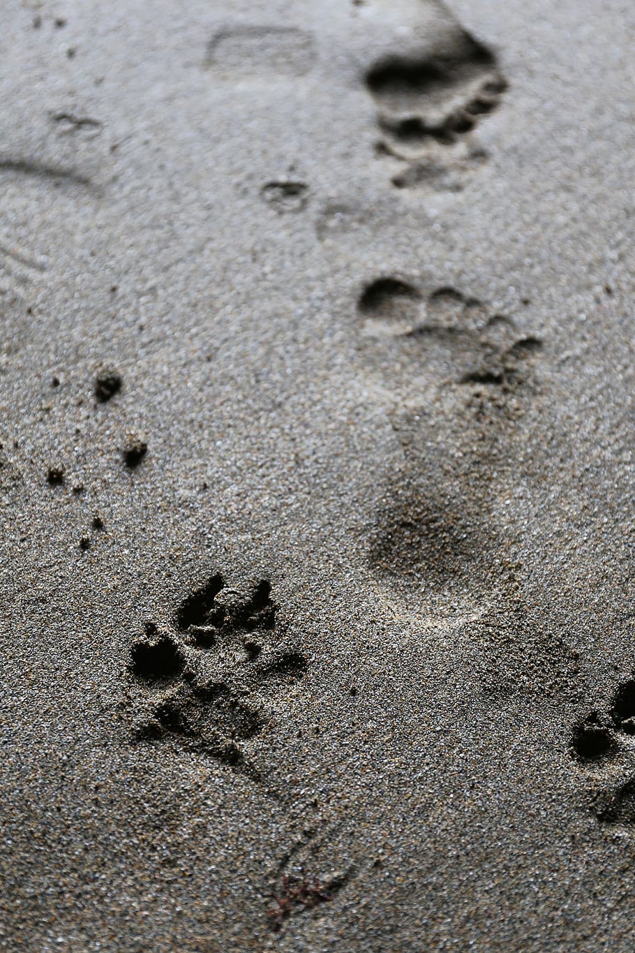 Dog Paw Print Silhouette, beach, nature, track, track  imprint Free HD Wallpaper