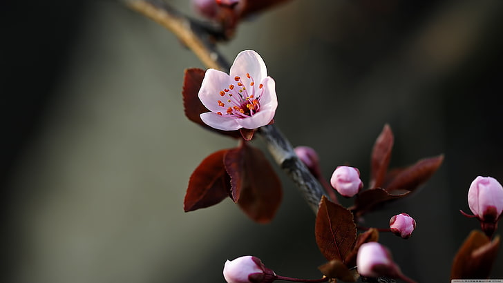 Early Spring Flowers 1920 X 1080, green color, outdoors, selective focus, fragility