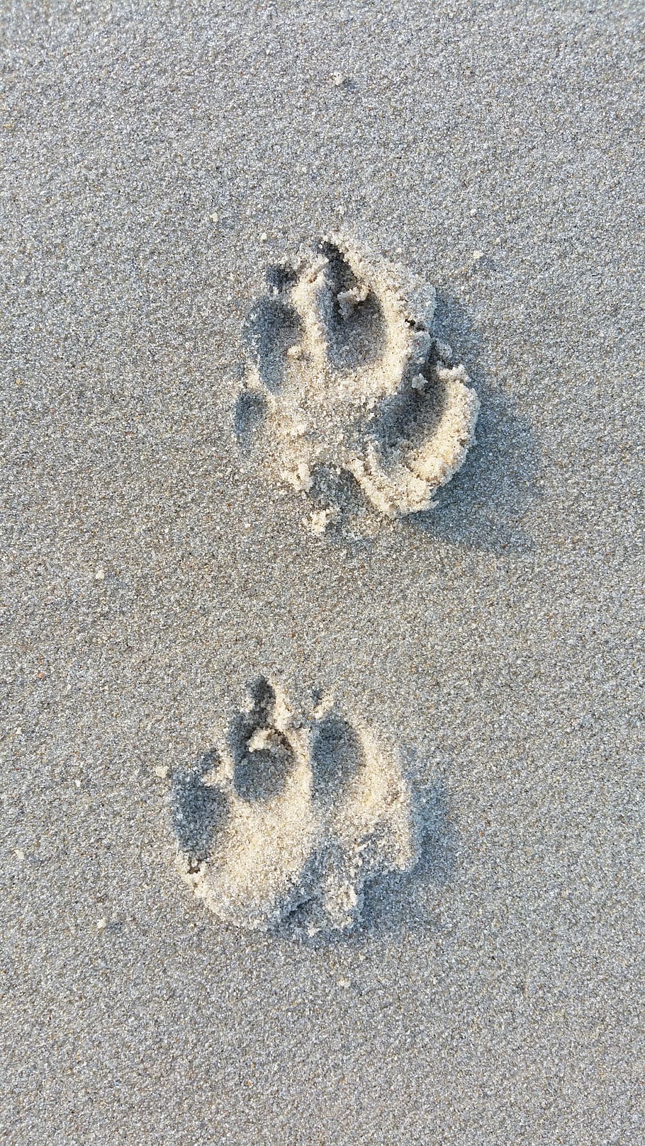 Footprint Crafts, land, animals, sunlight, directly above