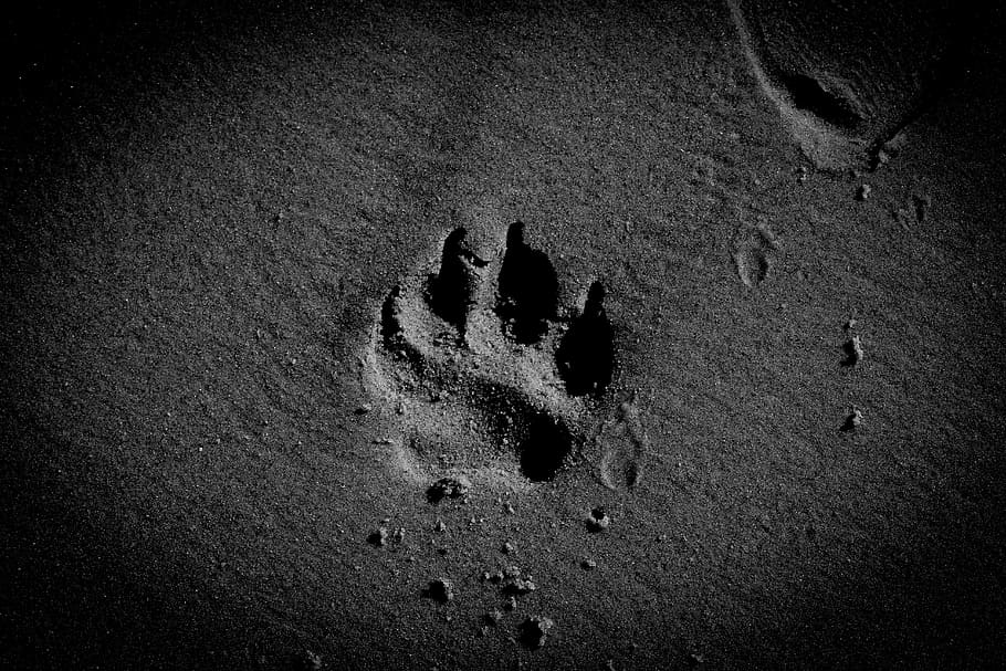 footprint, outdoors, vignette, closeup Free HD Wallpaper