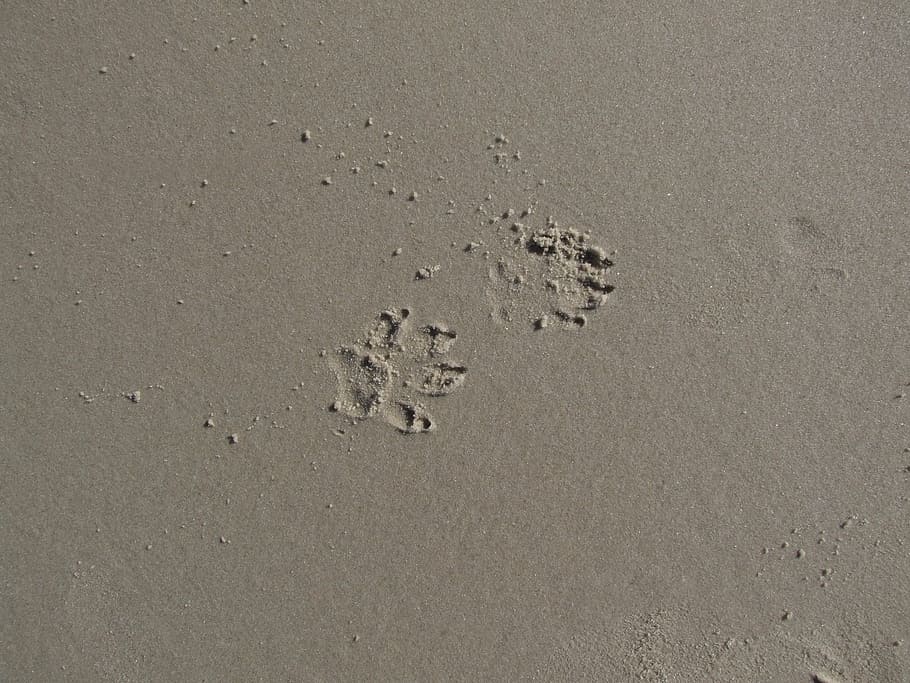 footprint, paw prints, land, animal track Free HD Wallpaper