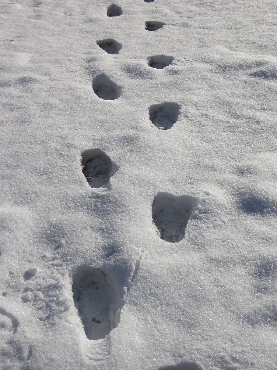 Footsteps in Snow, day, nature, paw print, closeup Free HD Wallpaper