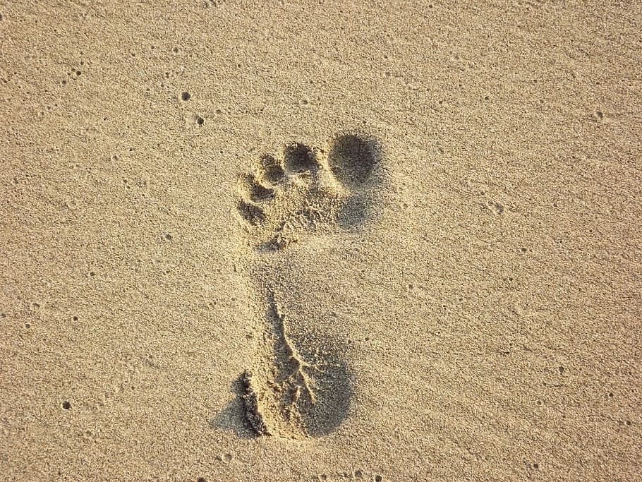 Footsteps in the Snow, animal themes, land, human, print